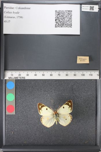Media type: image;   Entomology 124672
